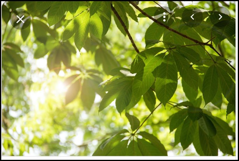 Not Faulting or&nbsp;Flaunting