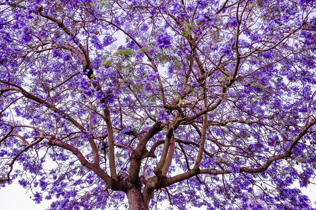 Flower Tree in my&nbsp;Garden